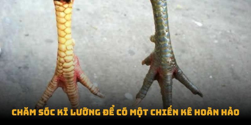 Vảy Gà Huyền Trâm Là Gì - Bí Ẩn Về Loại Vảy Gà Quý Hiếm Vảy Gà Huyền Trâm Là Gì - Bí Ẩn Về Loại Vảy Gà Quý Hiếm