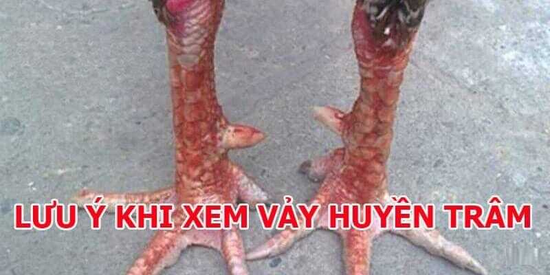 Vảy Gà Huyền Trâm Là Gì - Bí Ẩn Về Loại Vảy Gà Quý Hiếm Vảy Gà Huyền Trâm Là Gì - Bí Ẩn Về Loại Vảy Gà Quý Hiếm