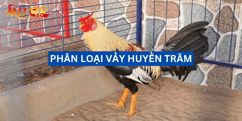 Vảy Gà Huyền Trâm Là Gì - Bí Ẩn Về Loại Vảy Gà Quý Hiếm Vảy Gà Huyền Trâm Là Gì - Bí Ẩn Về Loại Vảy Gà Quý Hiếm