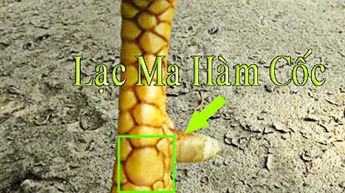 Vảy Gà Huyền Trâm Là Gì - Bí Ẩn Về Loại Vảy Gà Quý Hiếm Vảy Gà Huyền Trâm Là Gì - Bí Ẩn Về Loại Vảy Gà Quý Hiếm