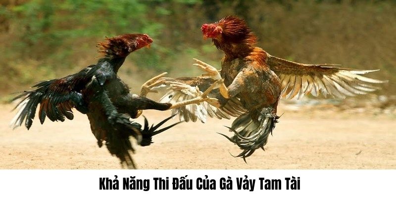 Vảy Gà Tam Tài Là Gì - Bí Ẩn Về Dấu Hiệu May Mắn Trên Chân Gà? Vảy Gà Tam Tài Là Gì - Bí Ẩn Về Dấu Hiệu May Mắn Trên Chân Gà?