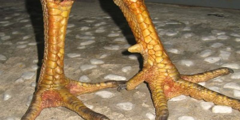 Vảy Gà Tam Tài Là Gì - Bí Ẩn Về Dấu Hiệu May Mắn Trên Chân Gà? Vảy Gà Tam Tài Là Gì - Bí Ẩn Về Dấu Hiệu May Mắn Trên Chân Gà?