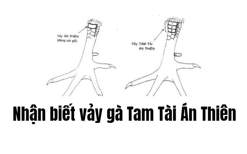 Vảy Gà Tam Tài Là Gì - Bí Ẩn Về Dấu Hiệu May Mắn Trên Chân Gà? Vảy Gà Tam Tài Là Gì - Bí Ẩn Về Dấu Hiệu May Mắn Trên Chân Gà?