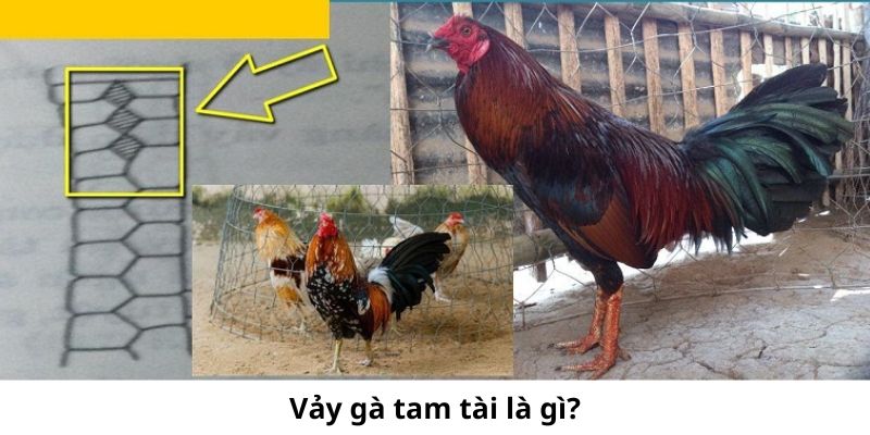 Vảy Gà Tam Tài Là Gì - Bí Ẩn Về Dấu Hiệu May Mắn Trên Chân Gà? Vảy Gà Tam Tài Là Gì - Bí Ẩn Về Dấu Hiệu May Mắn Trên Chân Gà?